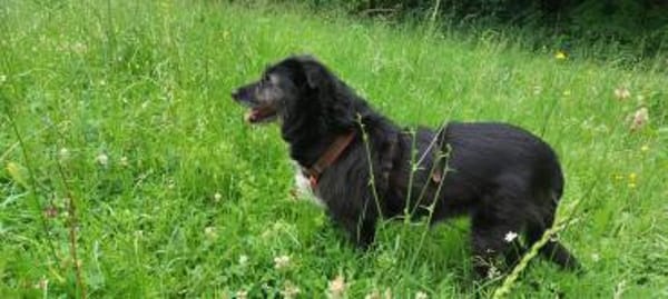 Cora  sucht liebevolles Zuhause