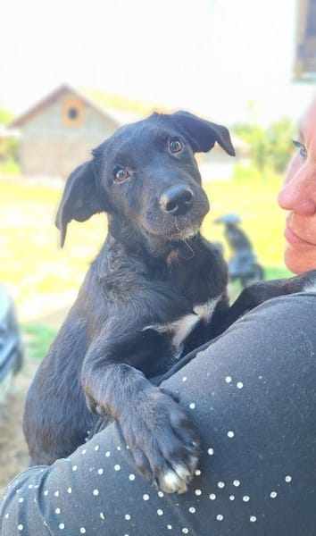 Unsere süße 💕Stella💕sucht ihre Familie