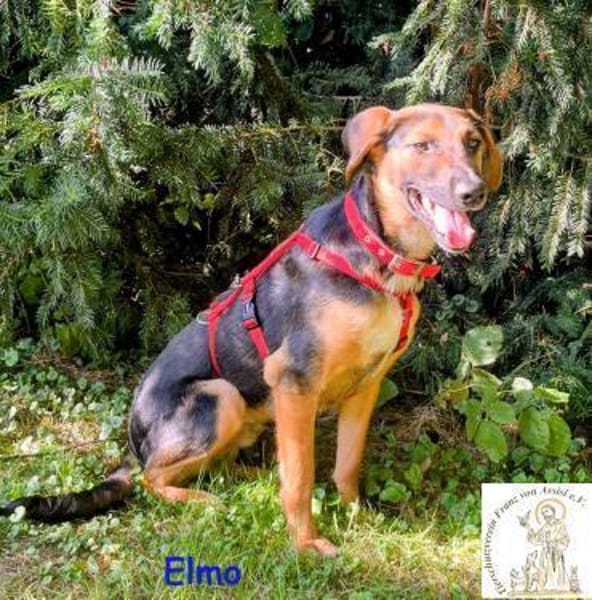 Elmo  der lebensfrohe Teenager
