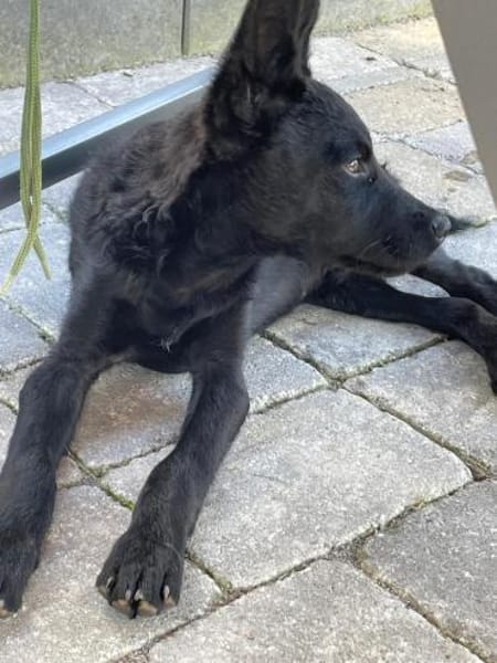 Der kleine Lian sucht sein Zuhause 💙