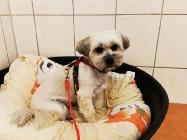 Rocksy su. erfahrene Besitzer