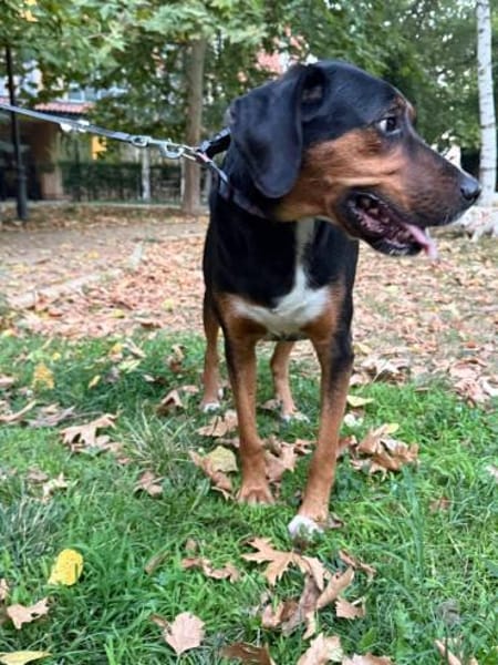 Elegante und ruhige Grace