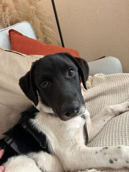 Spike sucht sein Zuhause