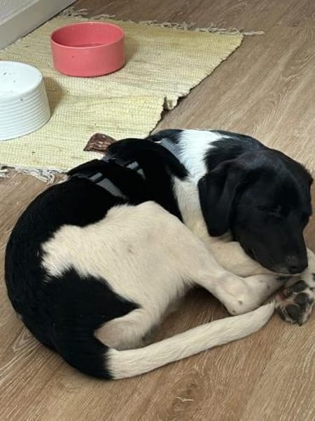 Spike sucht sein Zuhause