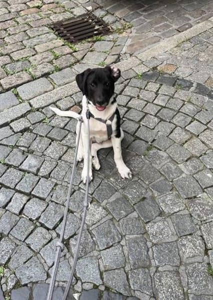 Spike sucht sein Zuhause
