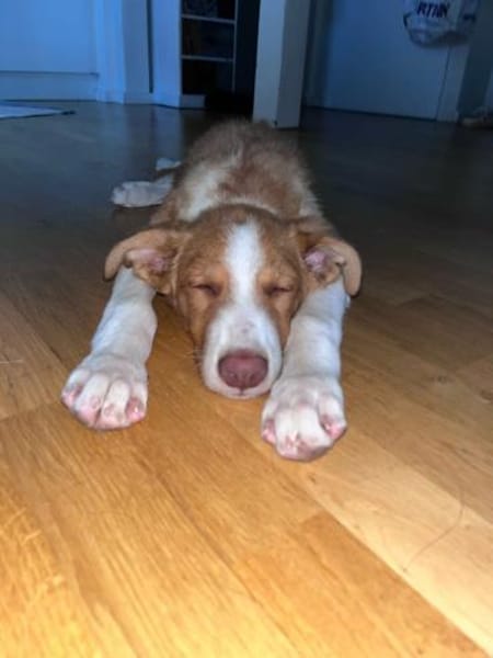 Struppy sucht sein Zuhause
