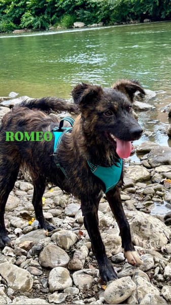 Romeo