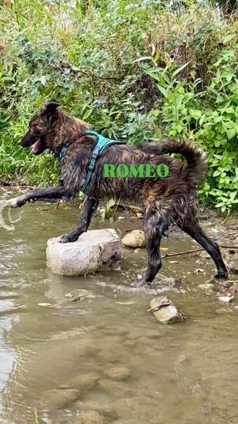 Romeo