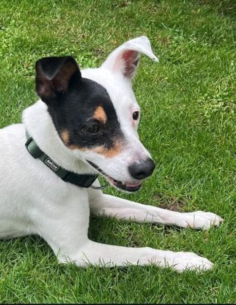 MILO 💙 Auf der Suche nach neuem Zuhause