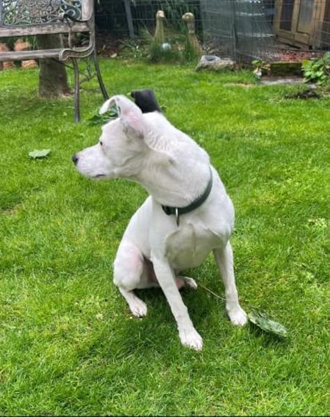 MILO 💙 Auf der Suche nach neuem Zuhause