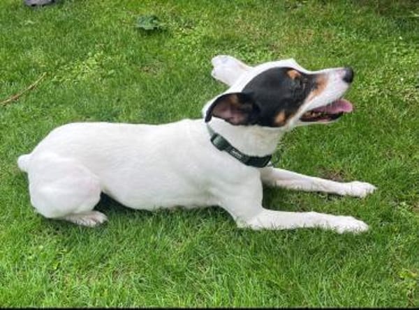 MILO 💙 Auf der Suche nach neuem Zuhause