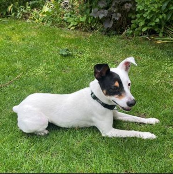MILO 💙 Auf der Suche nach neuem Zuhause