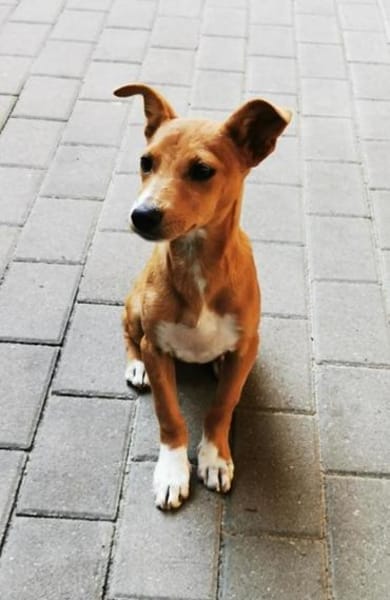 Chips, verspielter Welpe