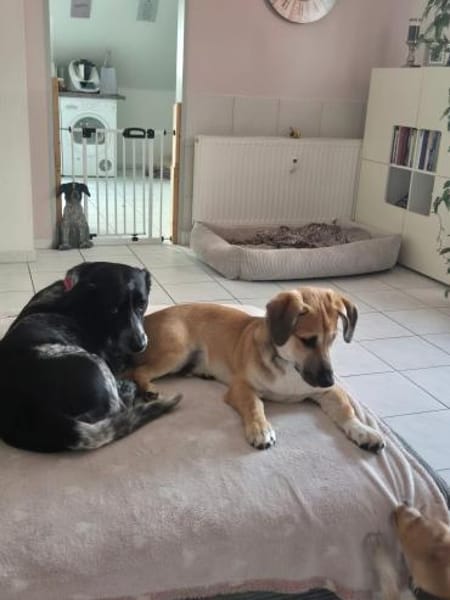 Taavi sucht sein Zuhause