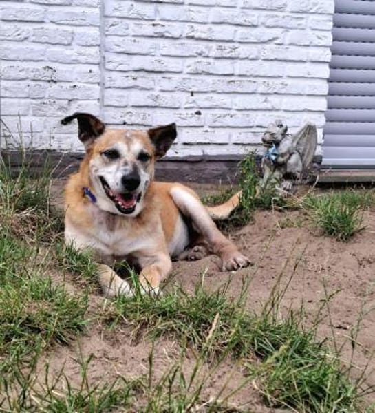 Kurt - Hundeopi sucht Gnadenplatz