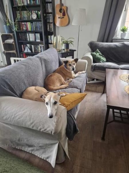 Kurt - Hundeopi sucht Gnadenplatz
