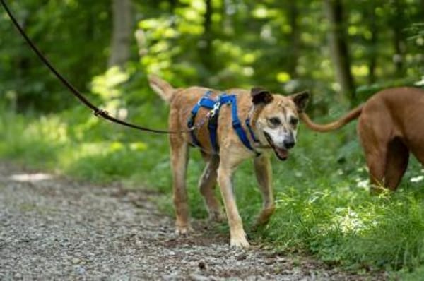 Kurt - Hundeopi sucht Gnadenplatz