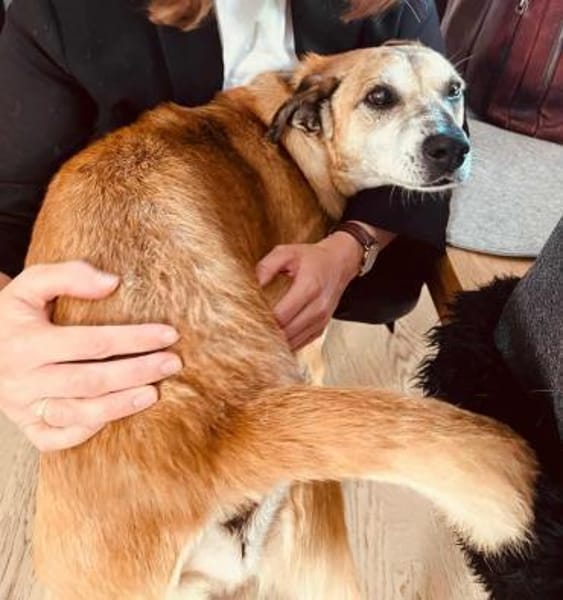 Kurt - Hundeopi sucht Gnadenplatz