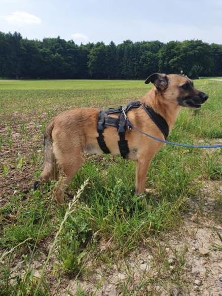 Liebenswerter Buddy