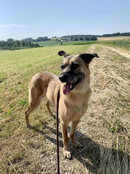 Liebenswerter Buddy