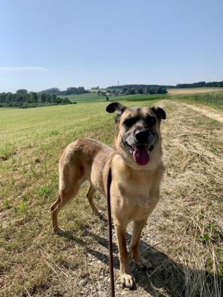 Liebenswerter Buddy