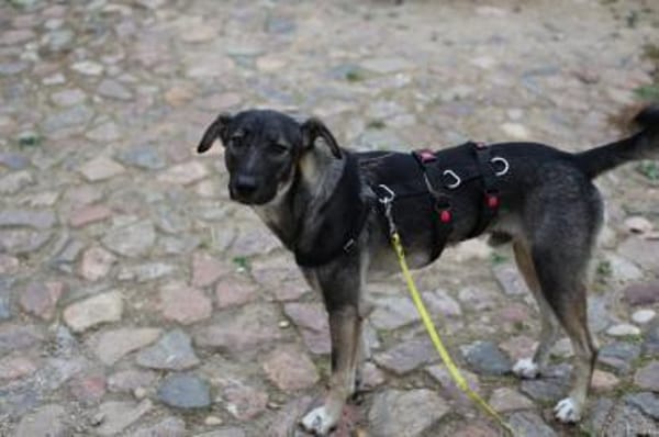 Junghund MORITZ sucht sein Zuhause!