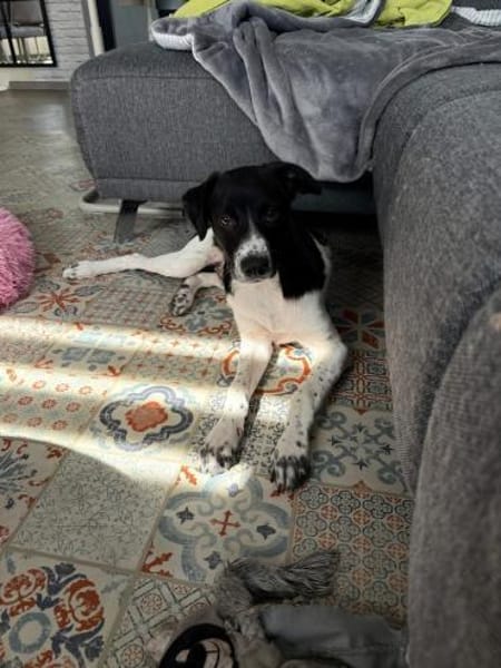Ricky sucht sein Zuhause