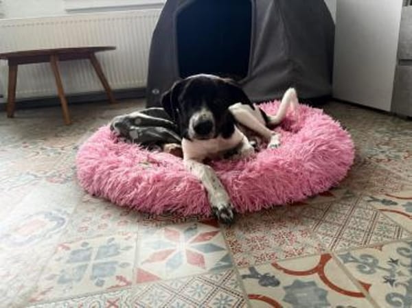 Ricky sucht sein Zuhause
