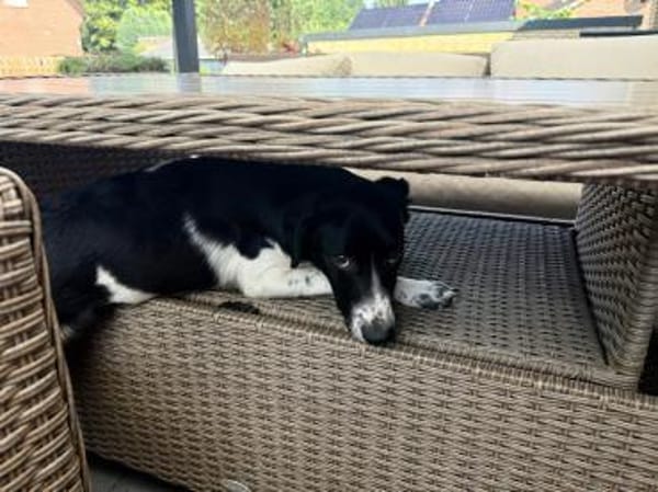 Ricky sucht sein Zuhause