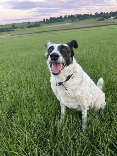 Smilla sucht ein neues Zuhause