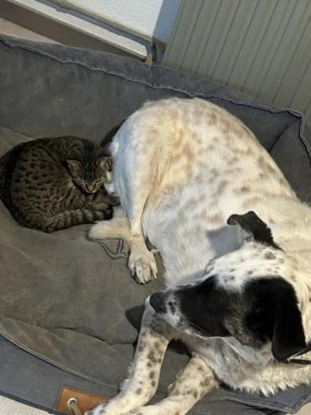 Smilla sucht ein neues Zuhause