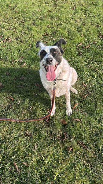 Smilla sucht ein neues Zuhause