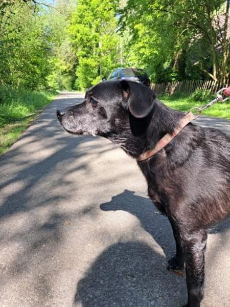 Kleine, alte Sonia sucht Zuhause!  49434