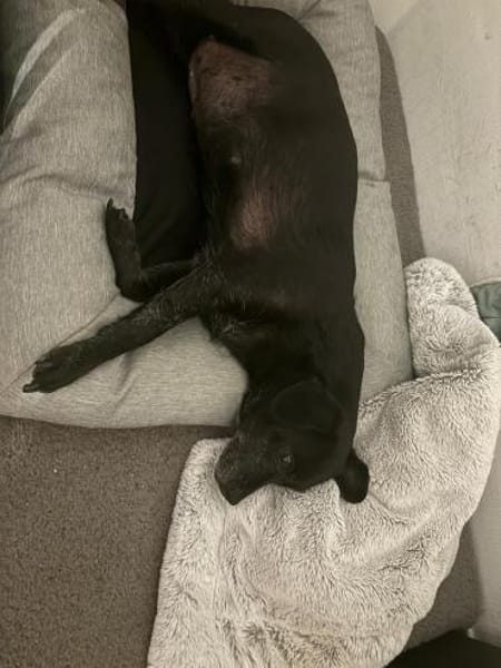 Kleine, alte Sonia sucht Zuhause!  49434
