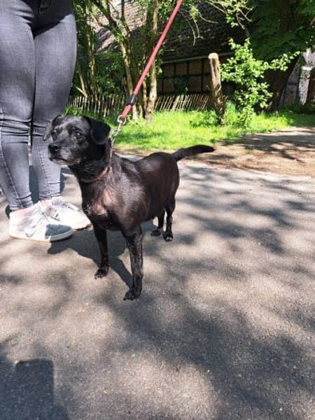 Kleine, alte Sonia sucht Zuhause!  49434