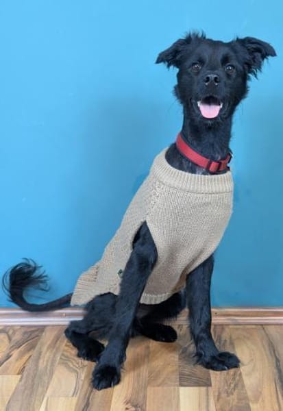 Der süße, kleine Hütehundmix Grisu