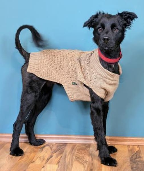 Der süße, kleine Hütehundmix Grisu