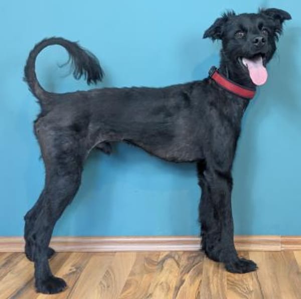 Der süße, kleine Hütehundmix Grisu