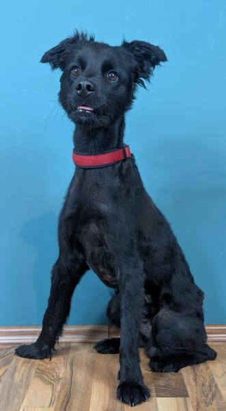 Der süße, kleine Hütehundmix Grisu