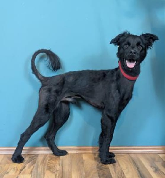 Der süße, kleine Hütehundmix Grisu