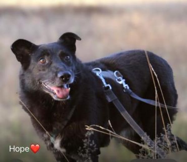 Hope - der Name ist Programm