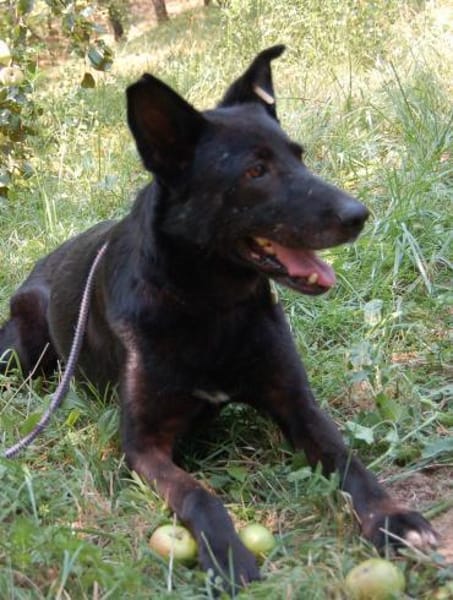 Schäferhündin Garica (Blacky)