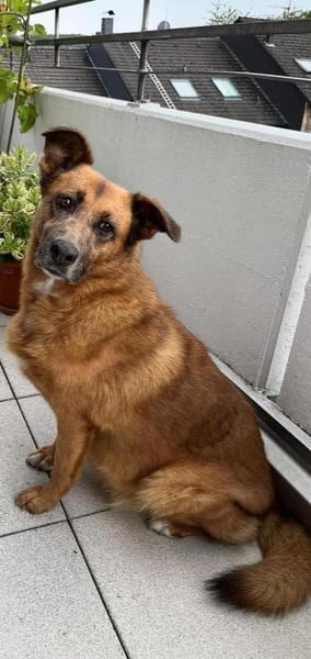 Freundliche Hündin AIKA sucht Zuhause!