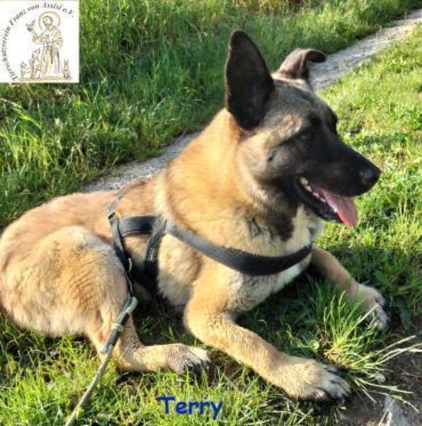 Terry, der Handicap-Schmusebär