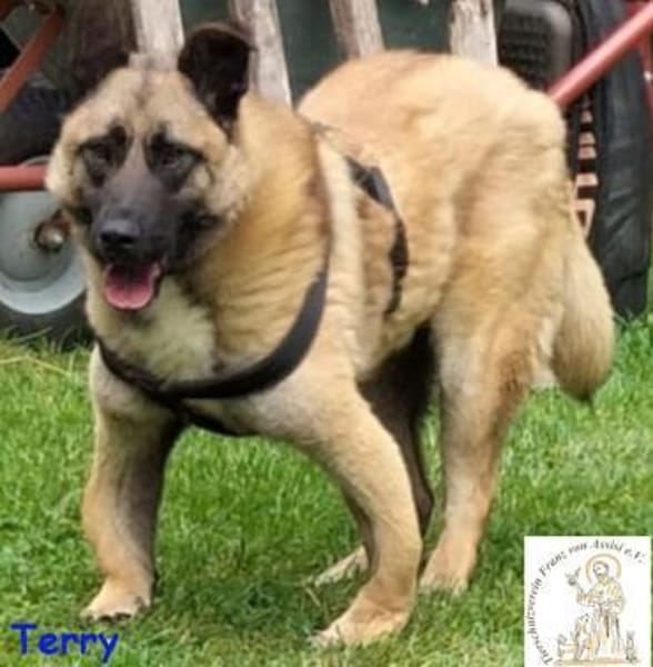 Terry, der Handicap-Schmusebär