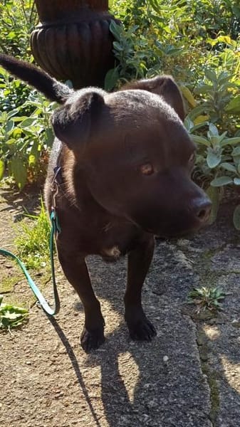 Max sucht seine Menschen💙🐾💙