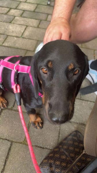 💕Wilma💕 sucht ihre Menschen