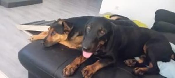 💕Wilma💕 sucht ihre Menschen