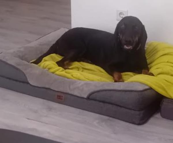 💕Wilma💕 sucht ihre Menschen