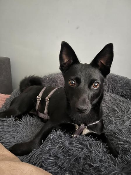 Naomi wartet auf ihrer Pflegestelle!